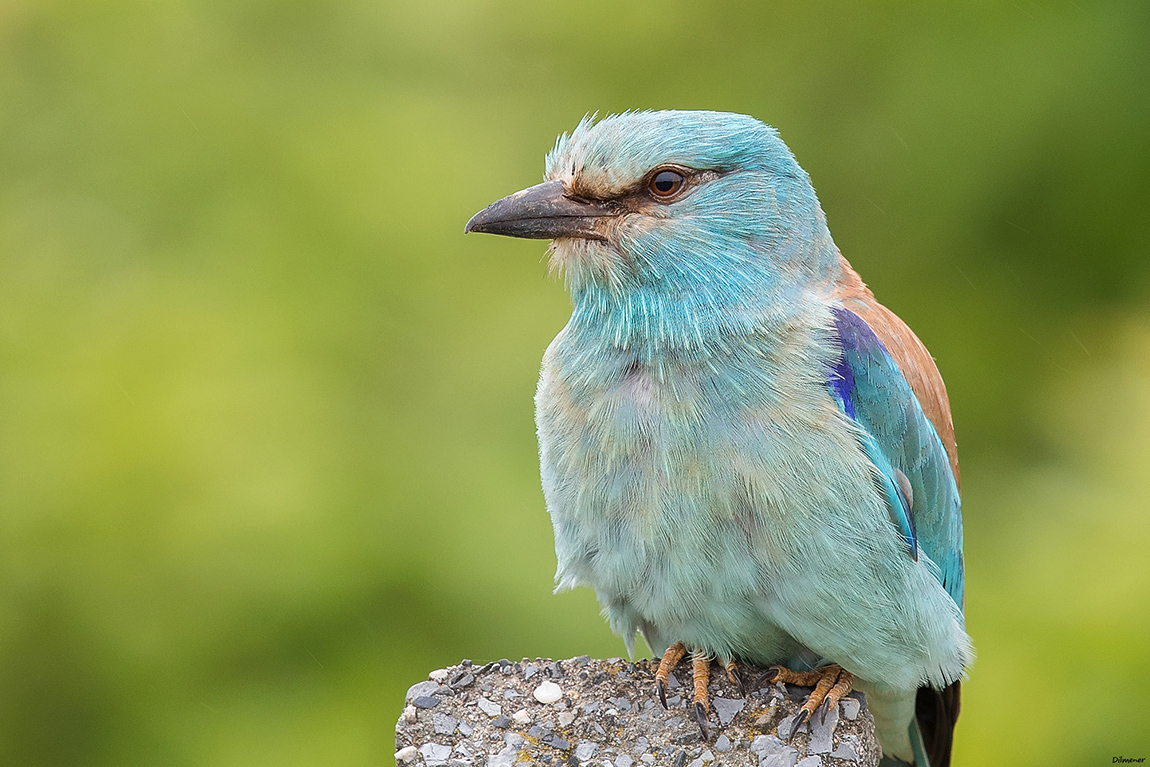 European Roller