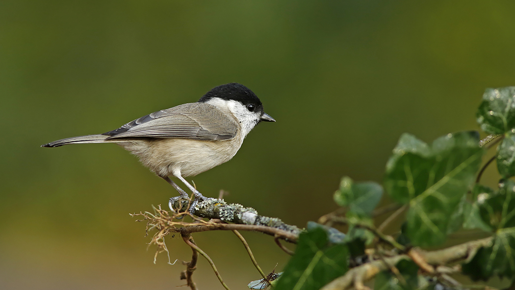 Marsh Tit