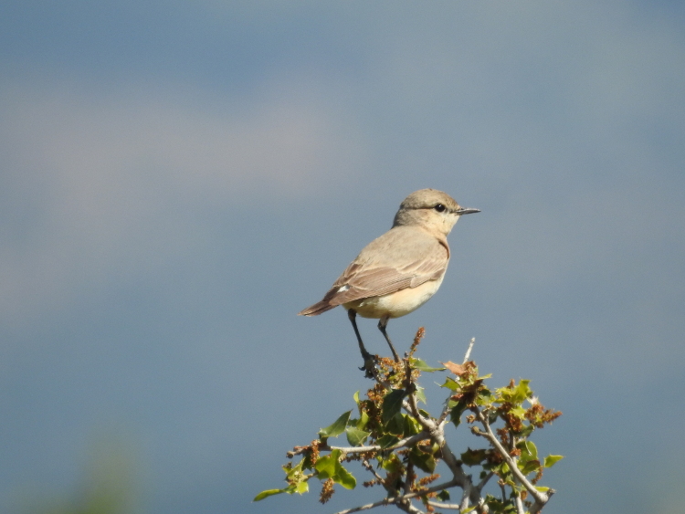 Isabelline Wheatear