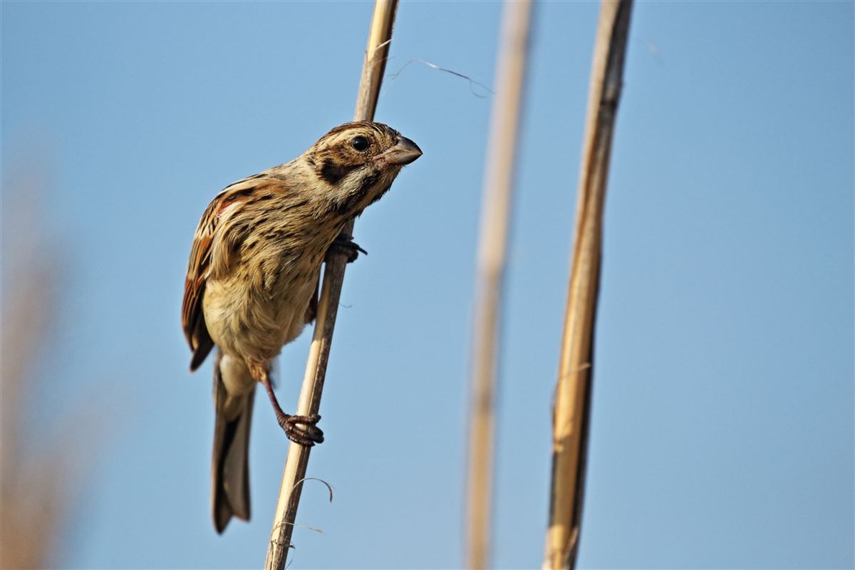 Common Reed Bunting