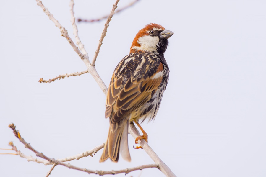 Spanish Sparrow