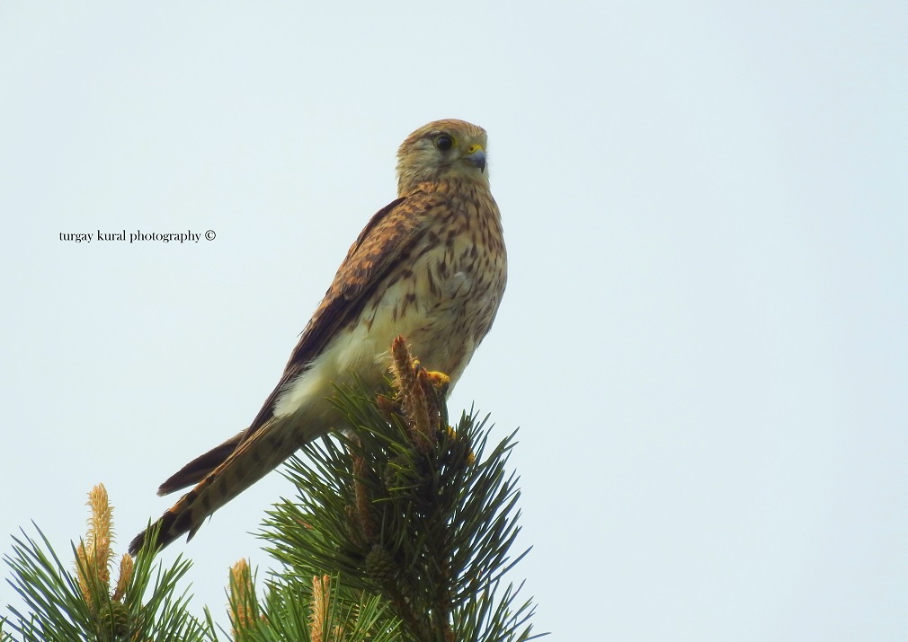 Common Kestrel