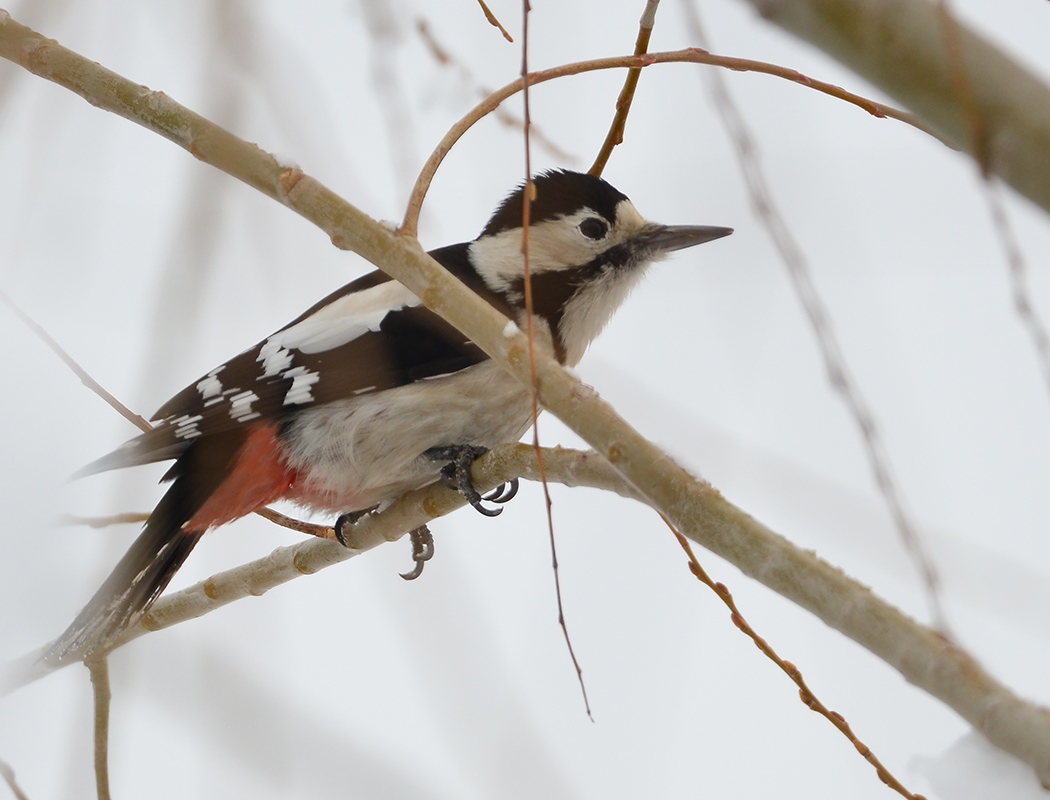 Syrian Woodpecker