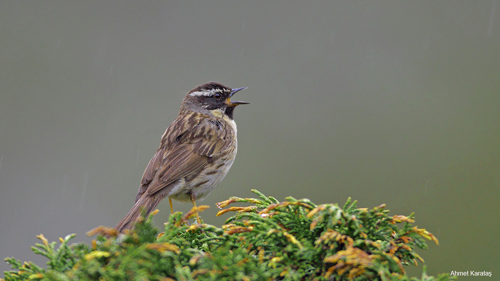 Black-throated Accentor