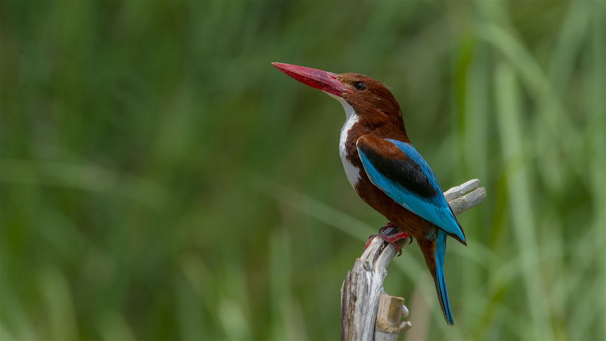 White-throated Kingfisher
