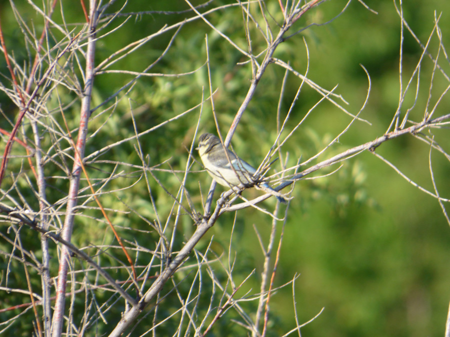 Eurasian Blue Tit