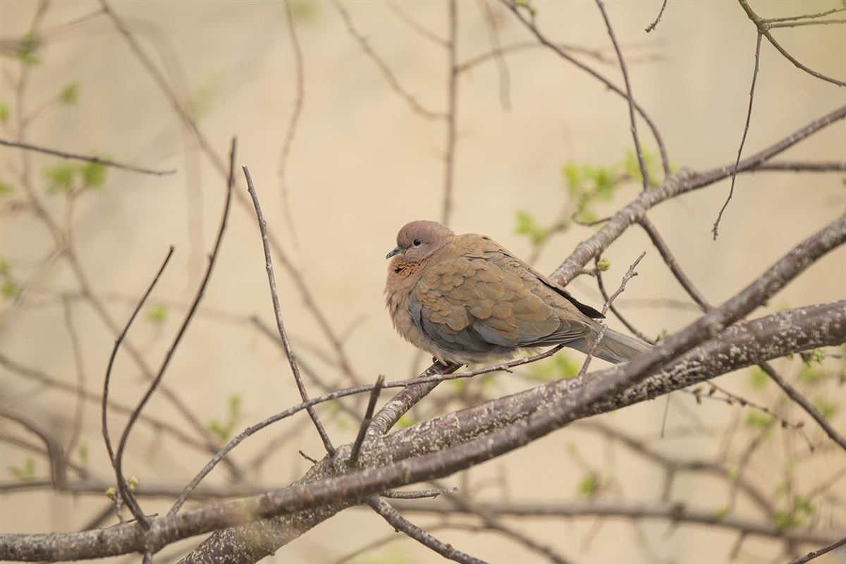 Laughing Dove