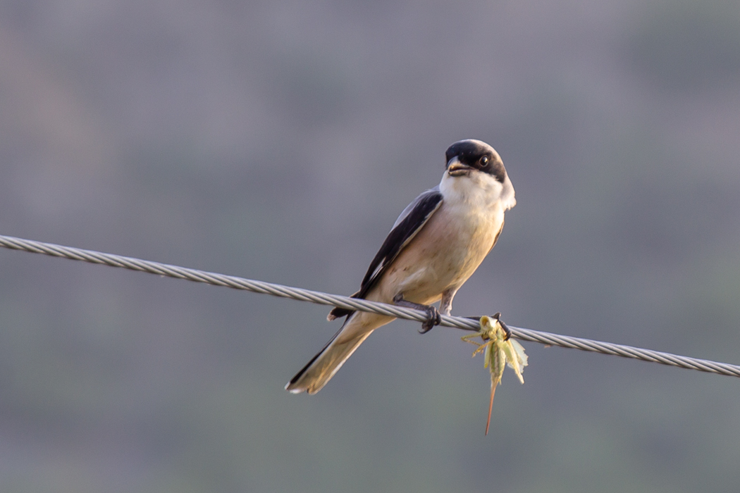 Lesser Grey Shrike