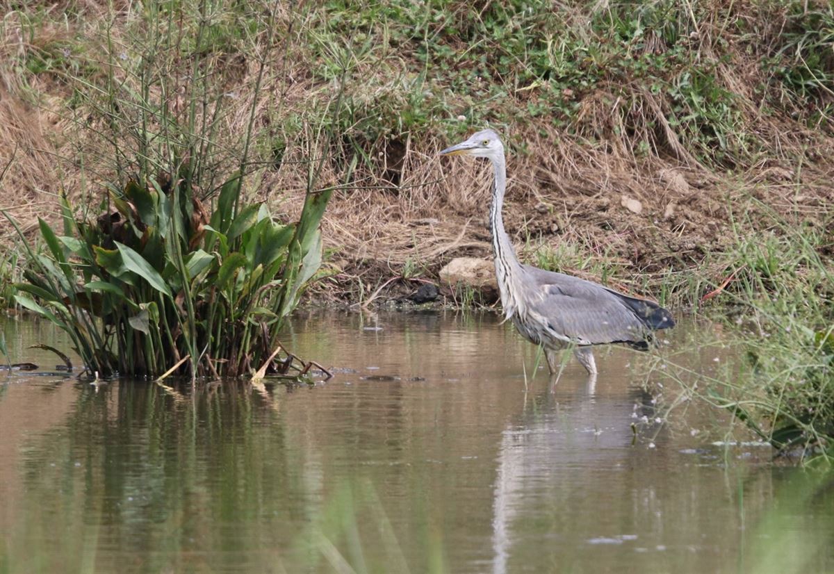 Grey Heron