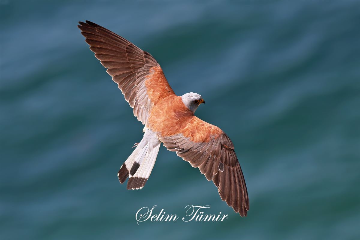 Lesser Kestrel