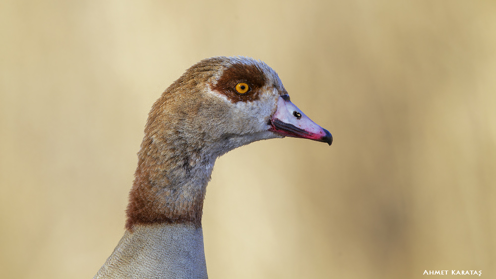 Egyptian Goose