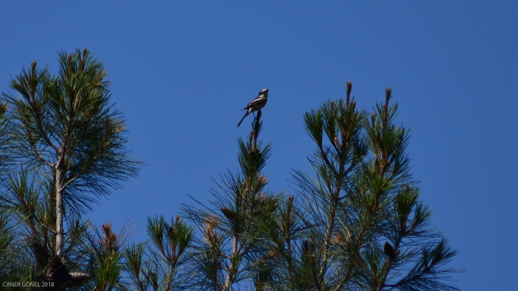 Masked Shrike