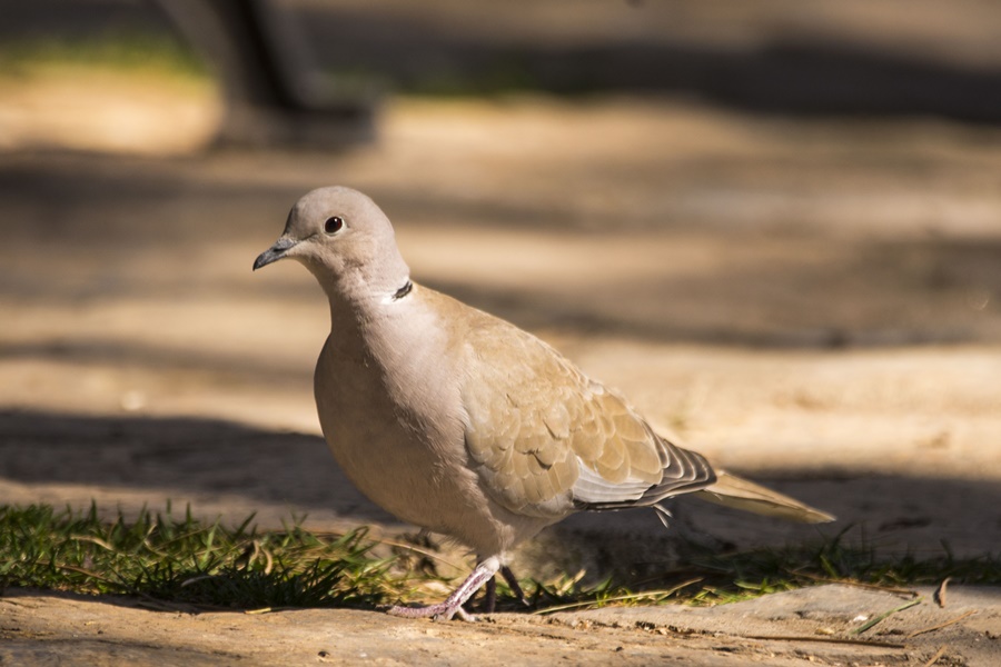 Eurasian Collared Dove
