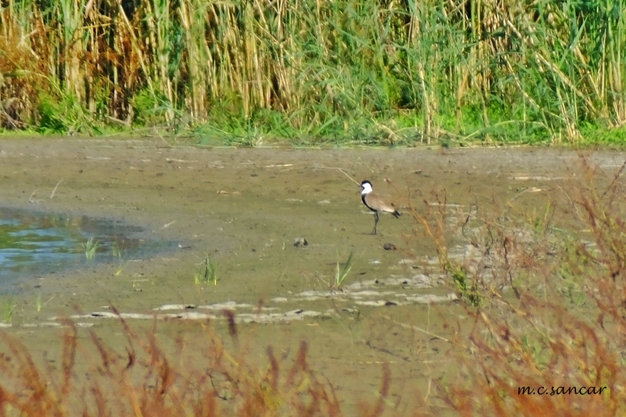 Spur-winged Lapwing