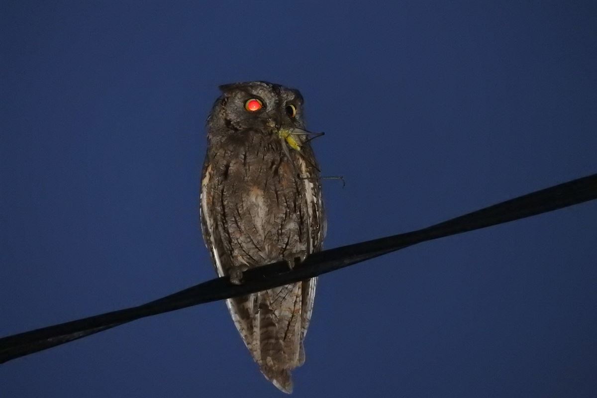 Eurasian Scops Owl