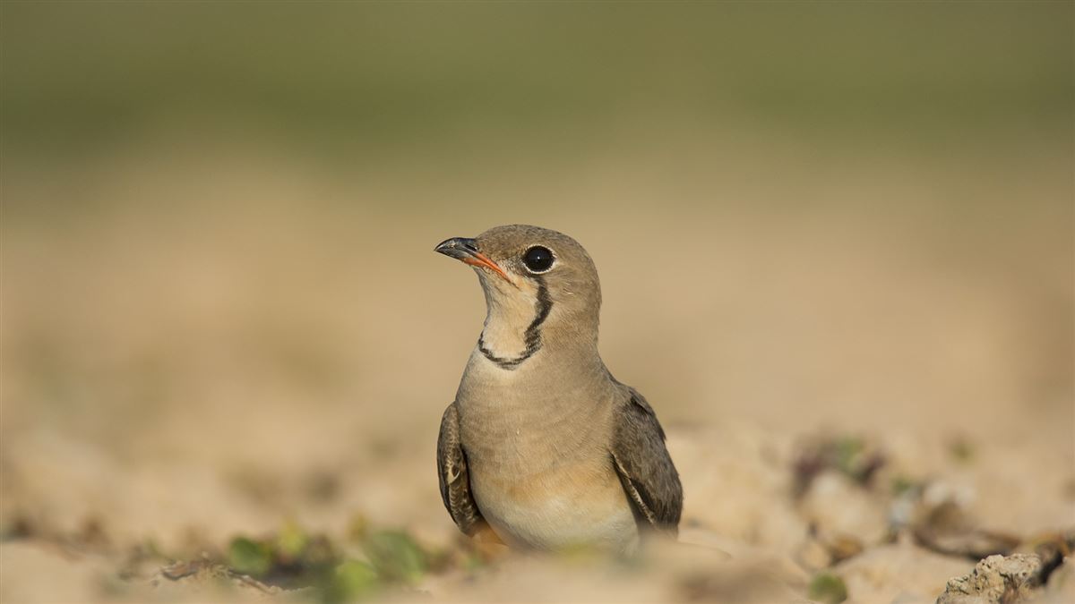 Collared Pratincole