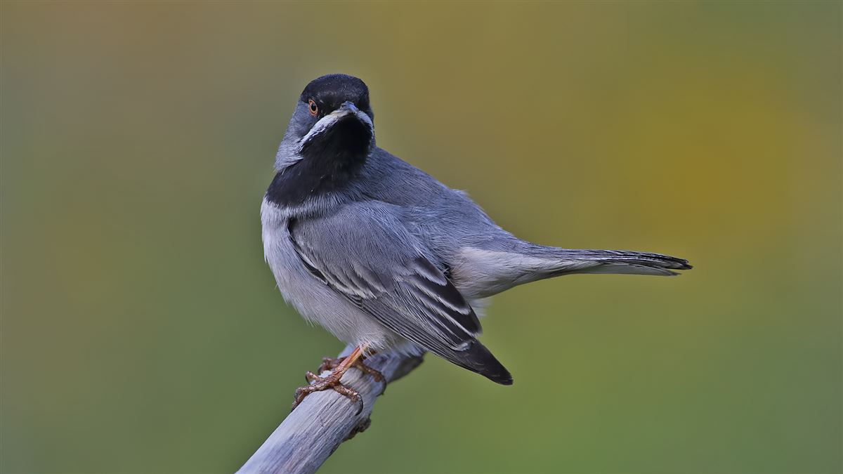 Rüppell`s Warbler