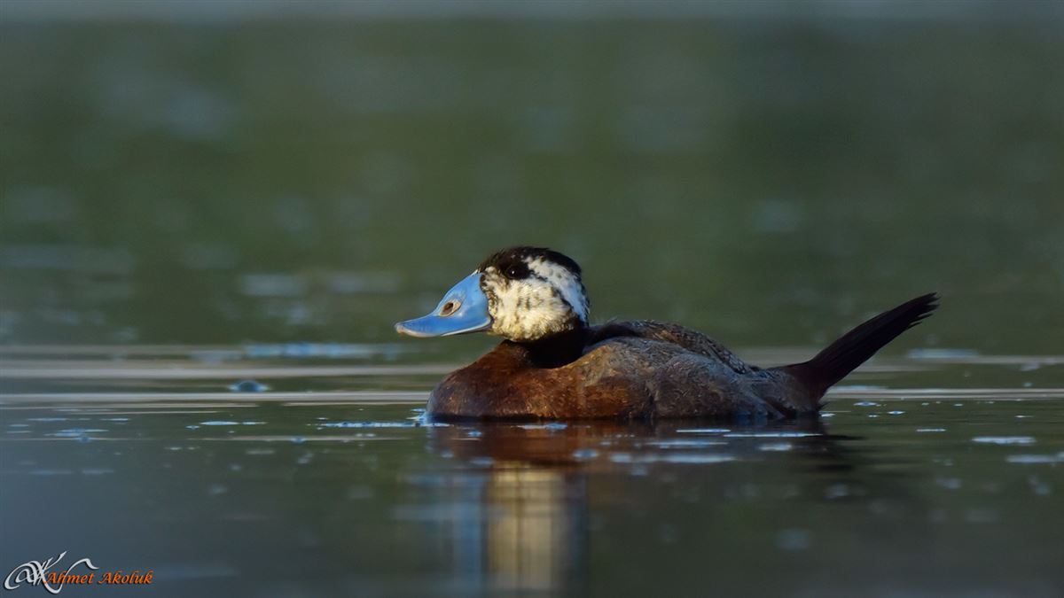 White-headed Duck