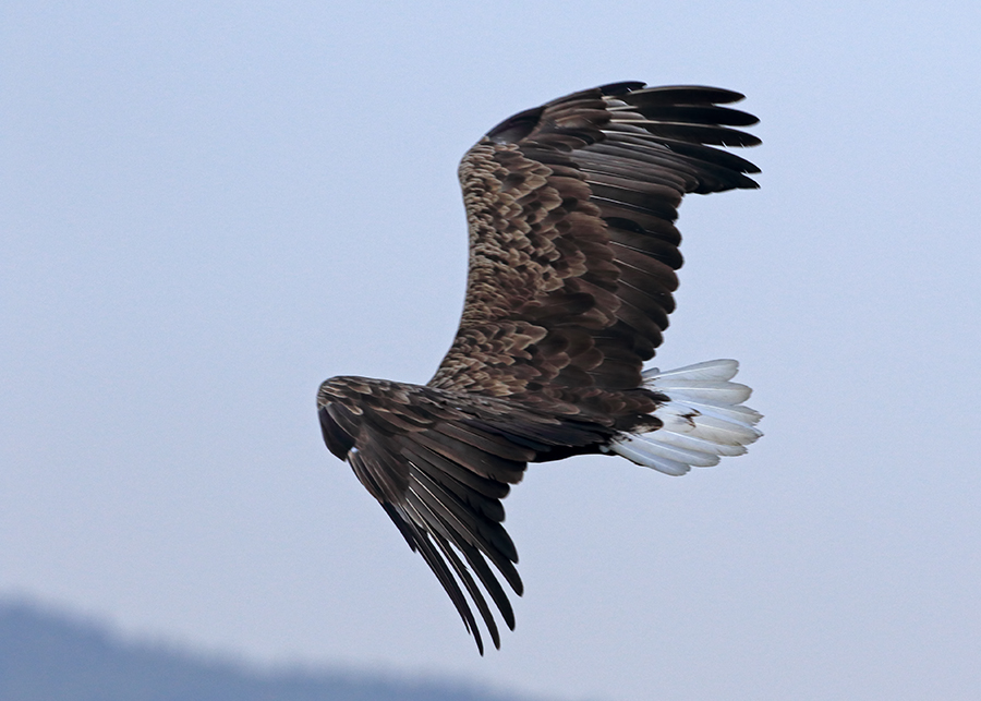 White-tailed Eagle