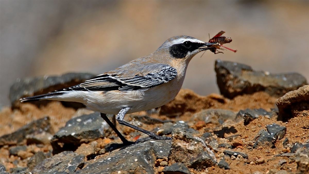 Northern Wheatear