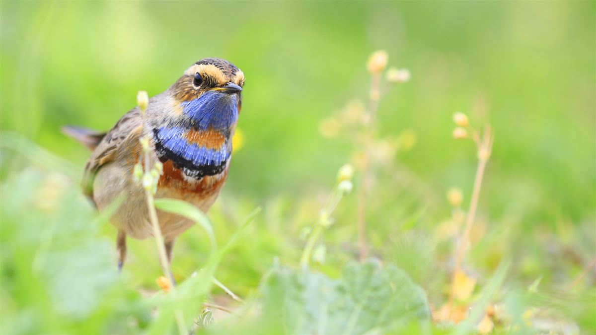 Bluethroat