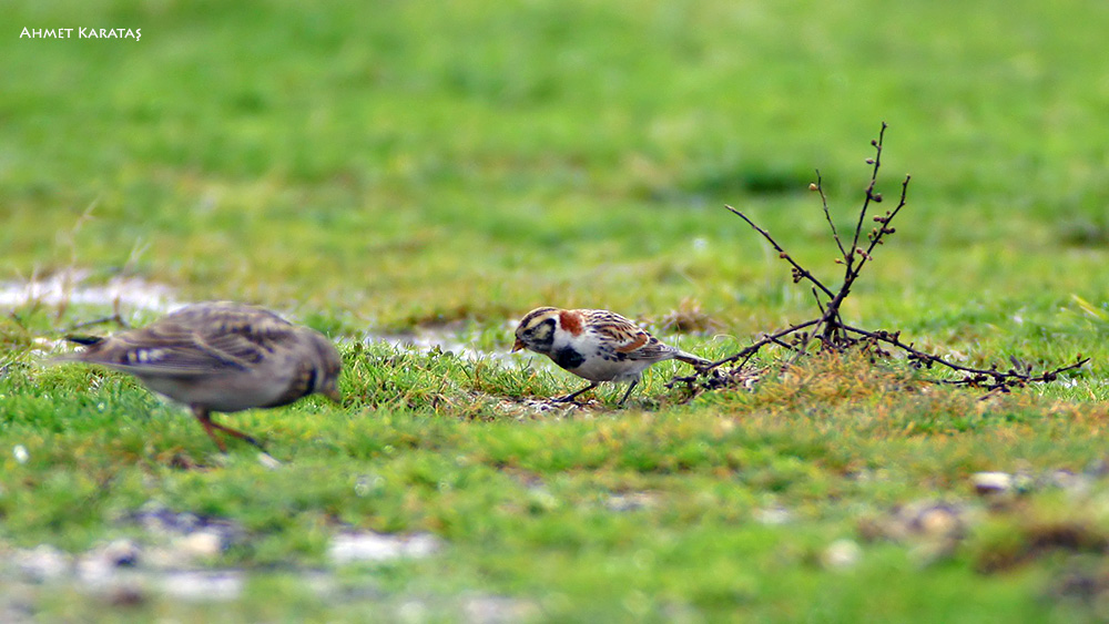 Lapland Longspur