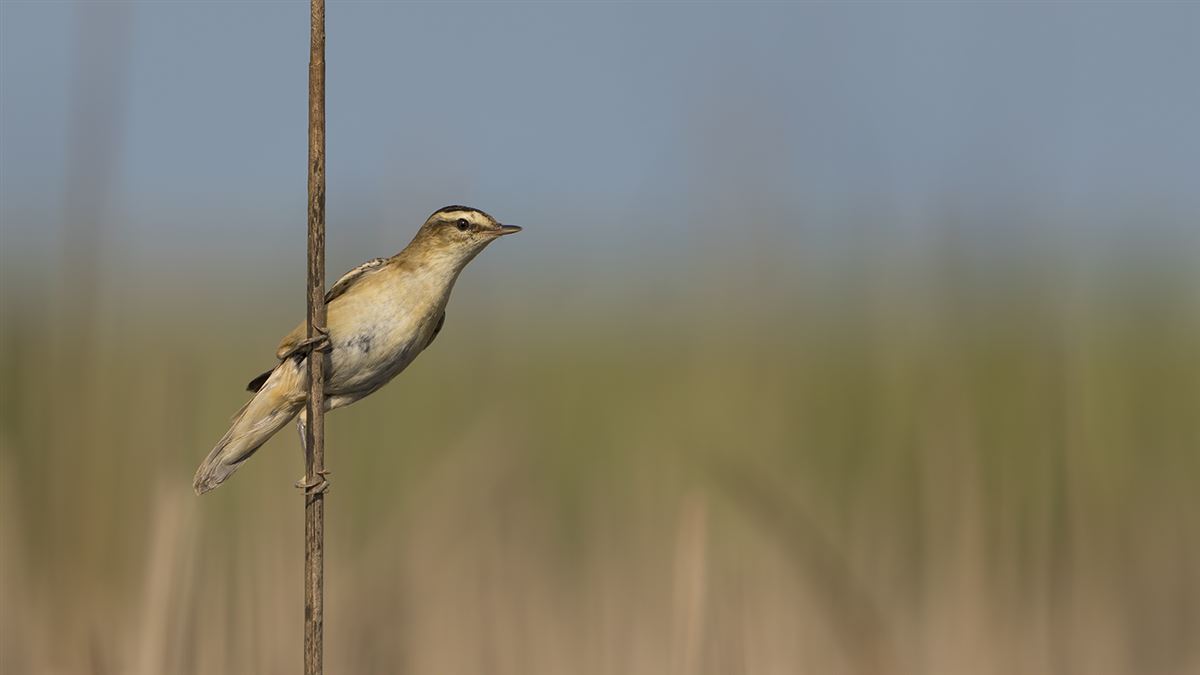 Sedge Warbler