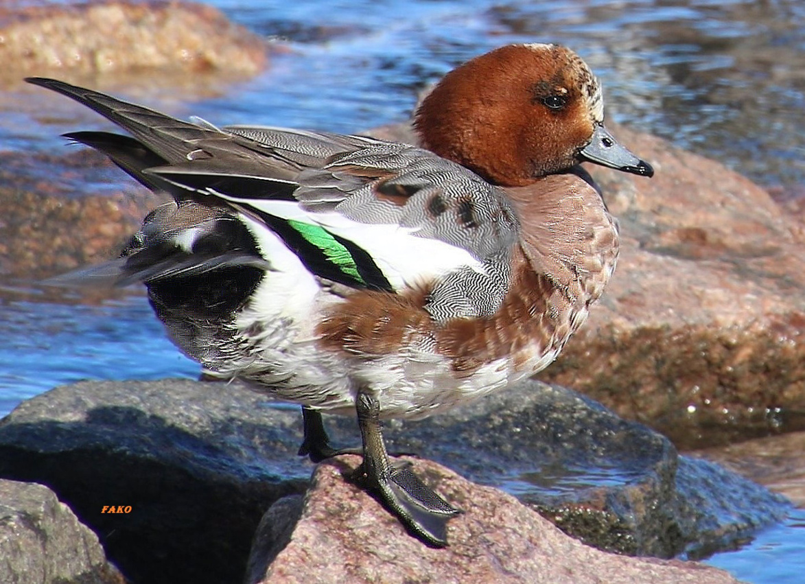 Eurasian Wigeon