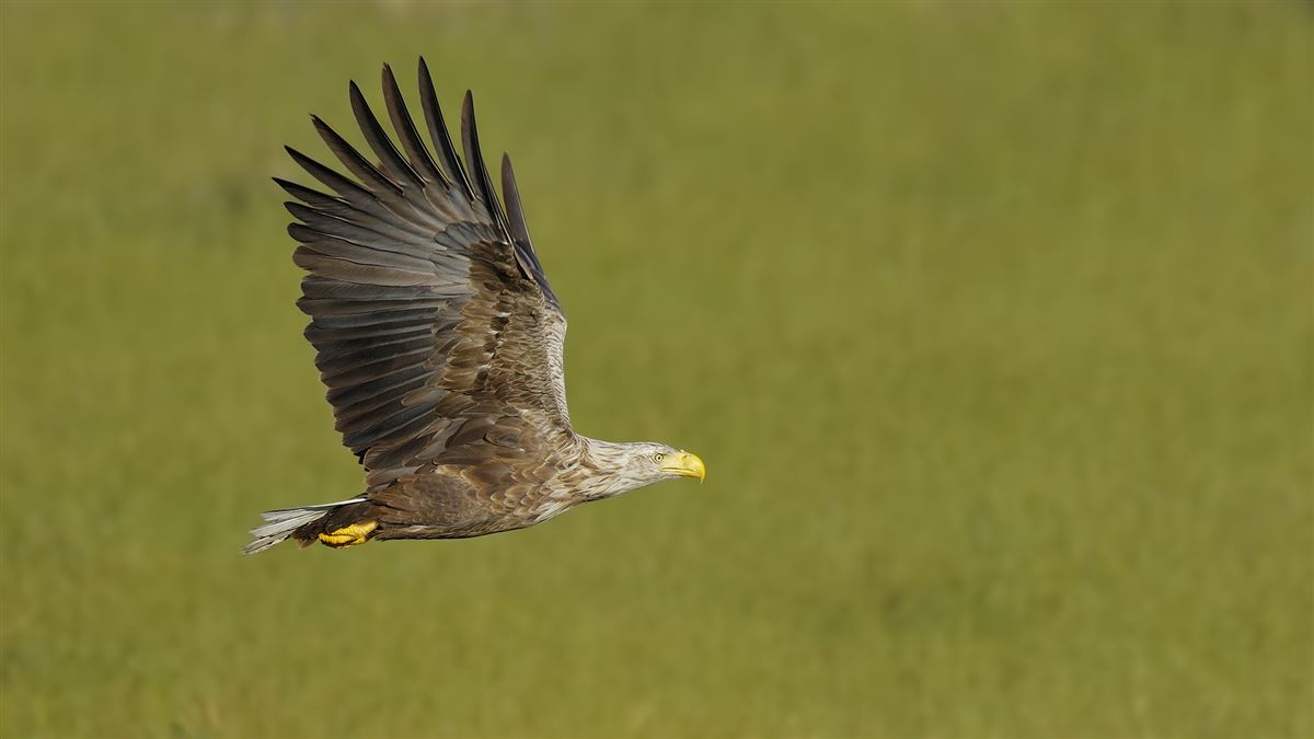 White-tailed Eagle