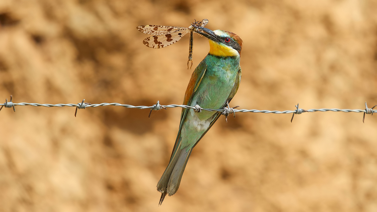 European Bee-eater