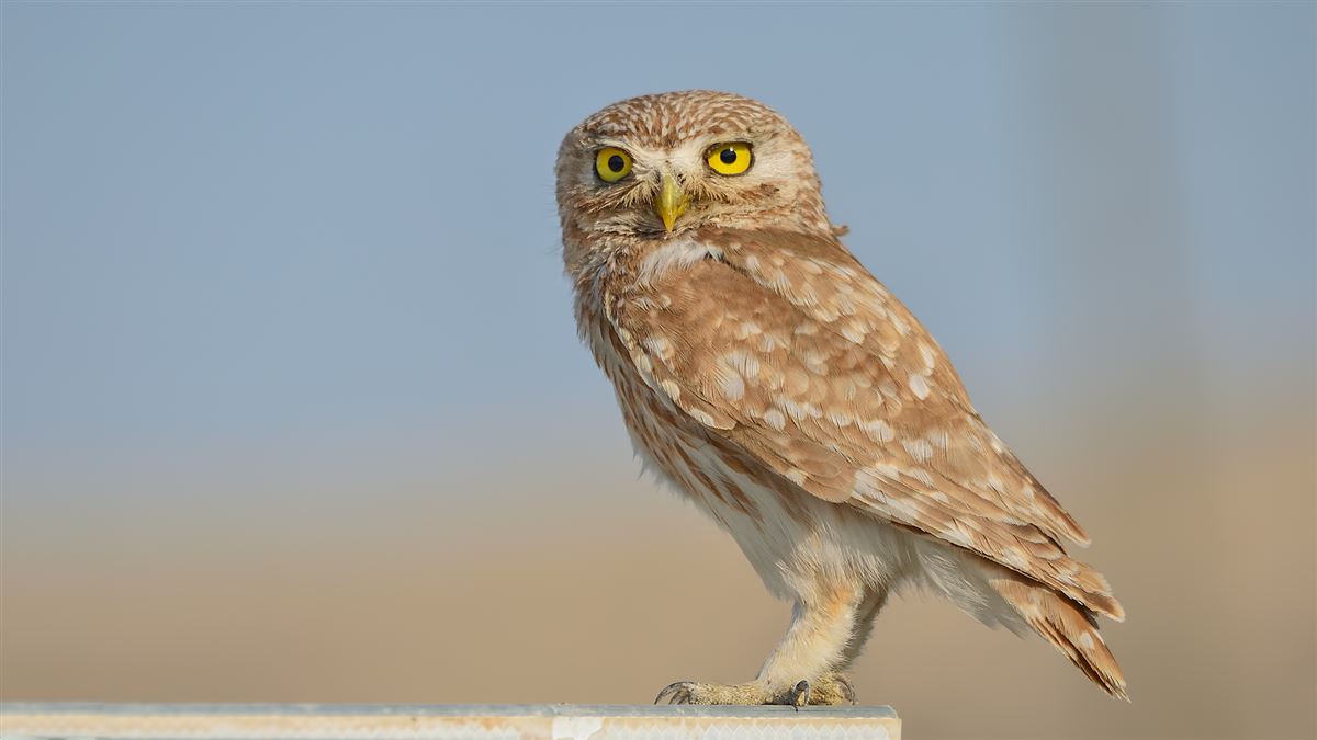 Little Owl
