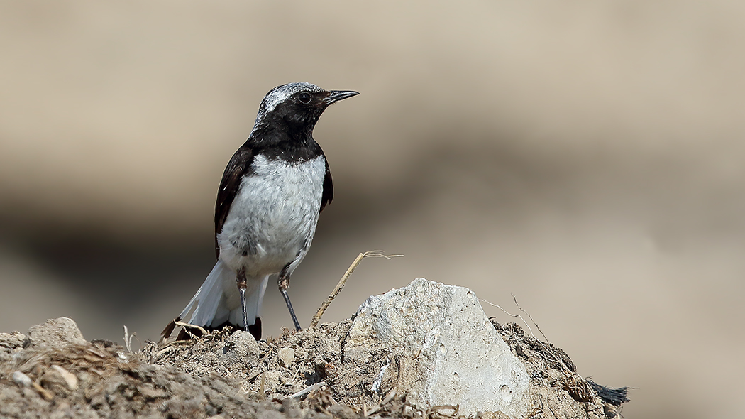 Finsch`s Wheatear