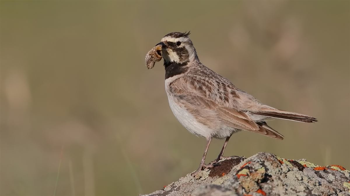 Horned Lark