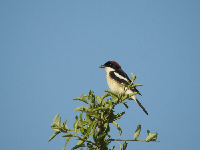 Woodchat Shrike