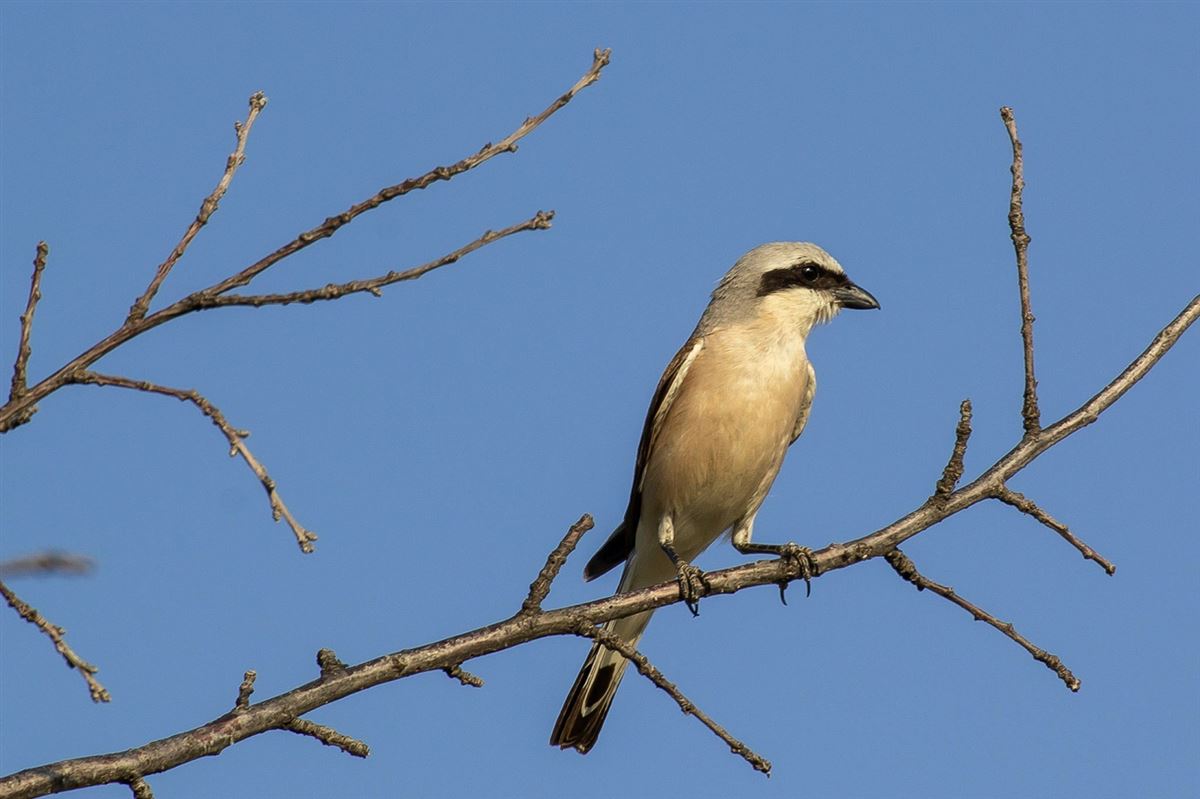Red-backed Shrike