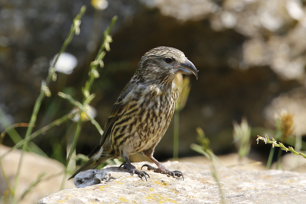 Red Crossbill