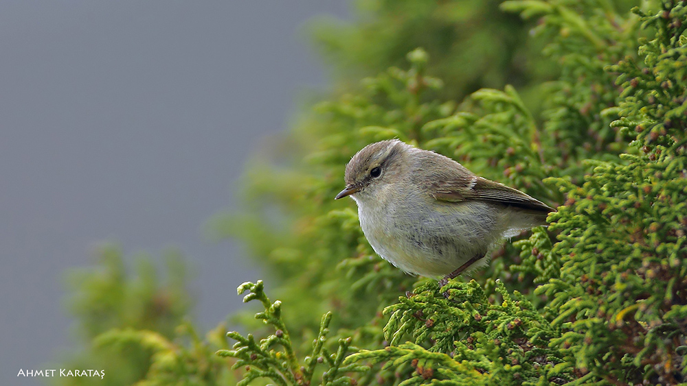 Hume`s Leaf Warbler