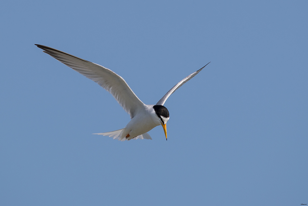 Little Tern