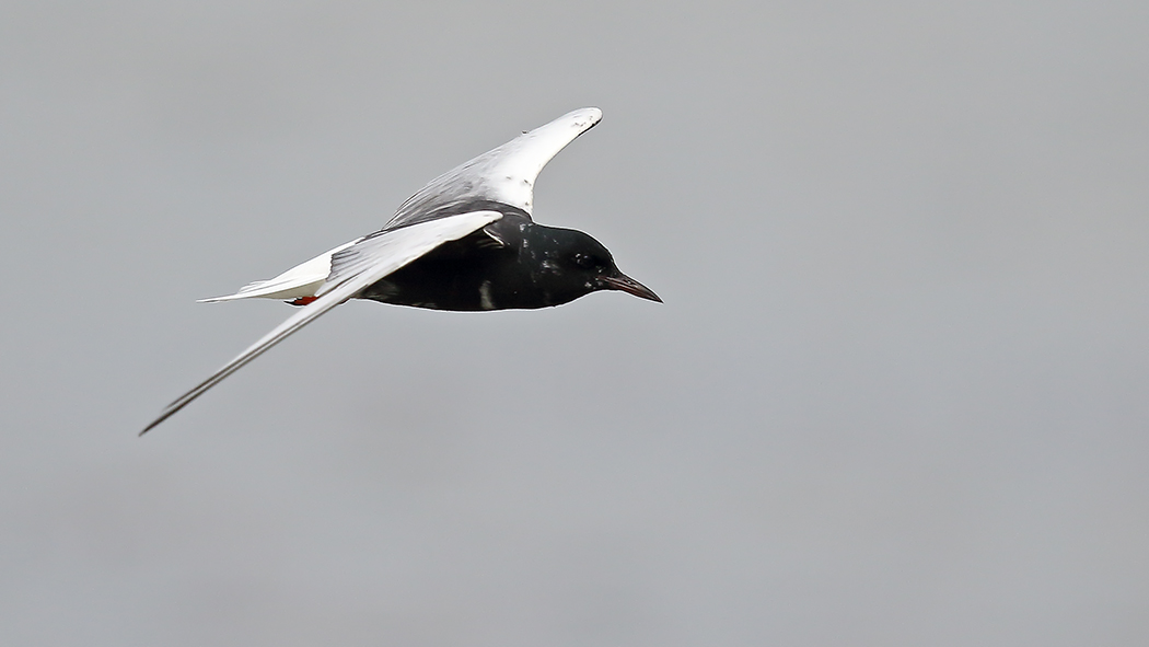 White-winged Tern