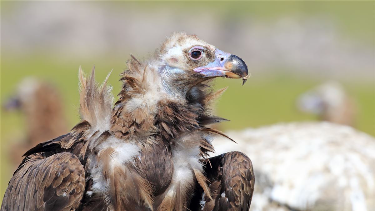 Cinereous Vulture