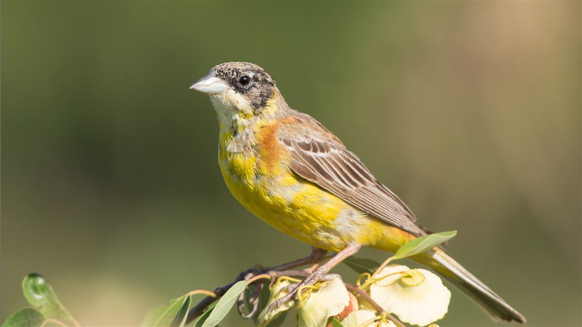 Black-headed Bunting