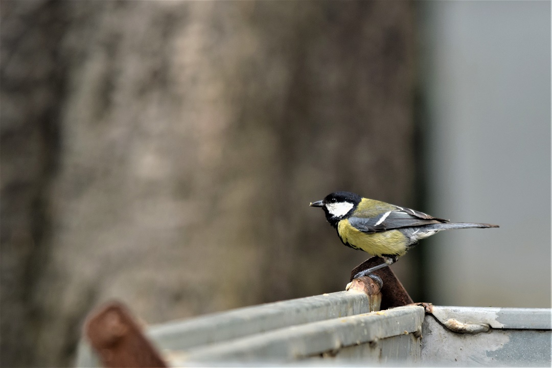 Great Tit