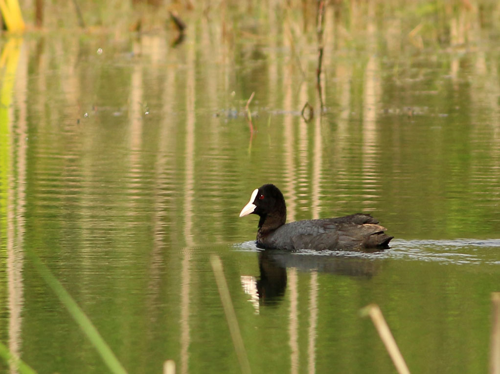 Eurasian Coot