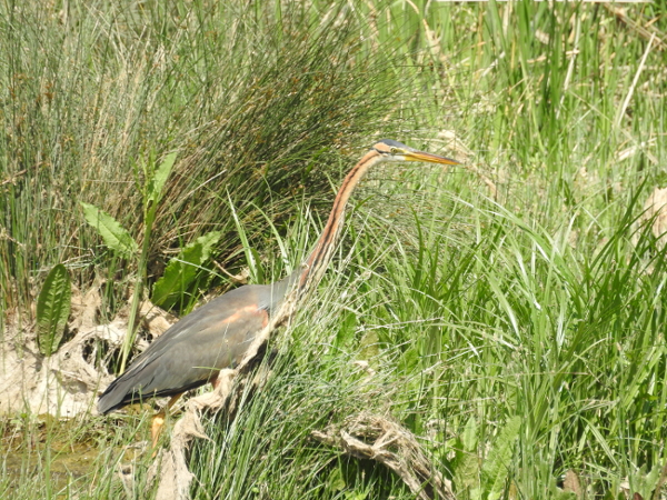 Purple Heron