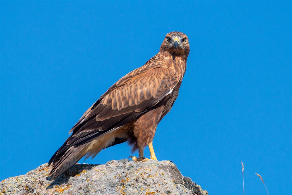 Long-legged Buzzard