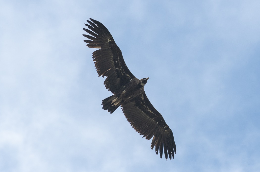 Cinereous Vulture
