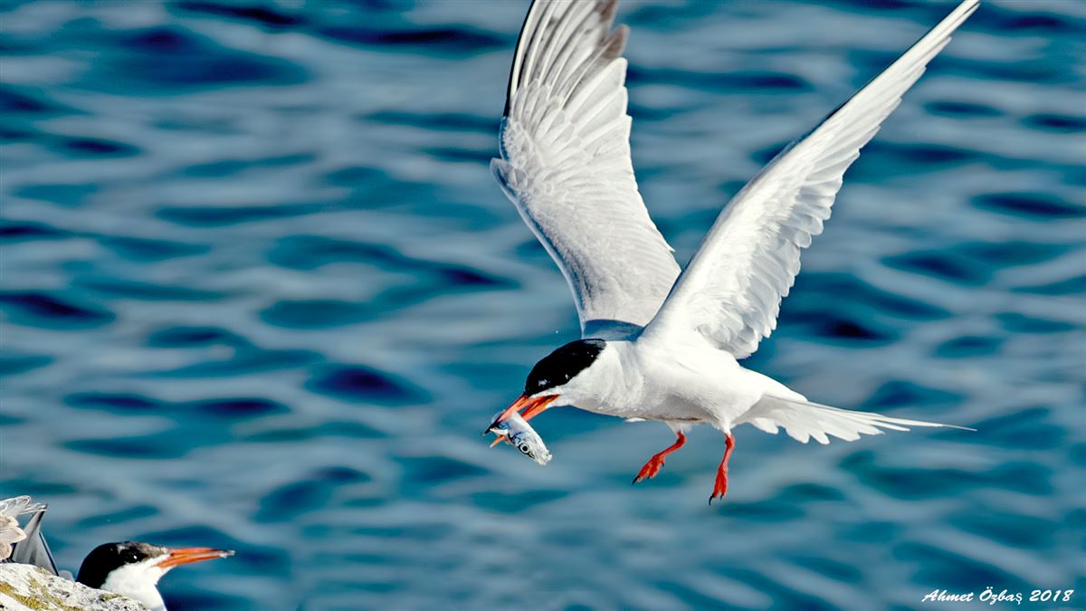 Common Tern