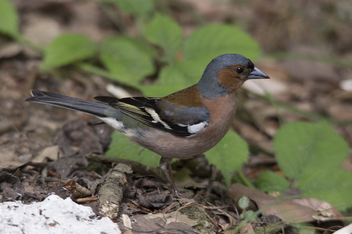 Eurasian Chaffinch