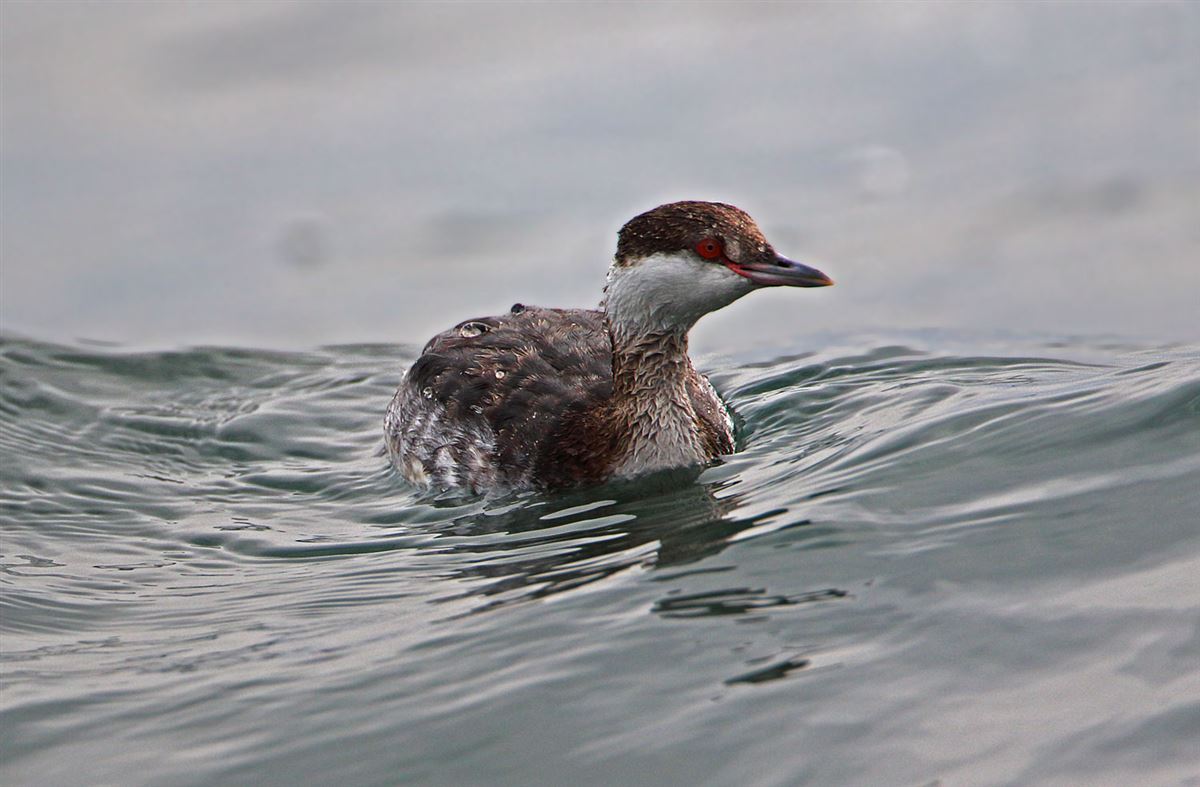Horned Grebe