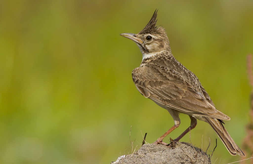 Crested Lark